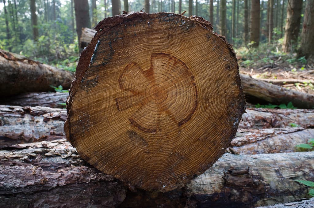 Pine and hardwood round log timber